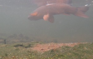 underwatercarp