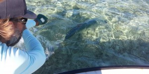 tarpon