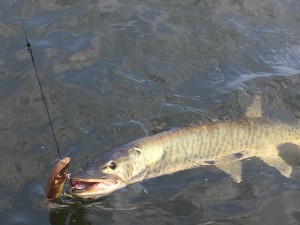 toddsmuskie